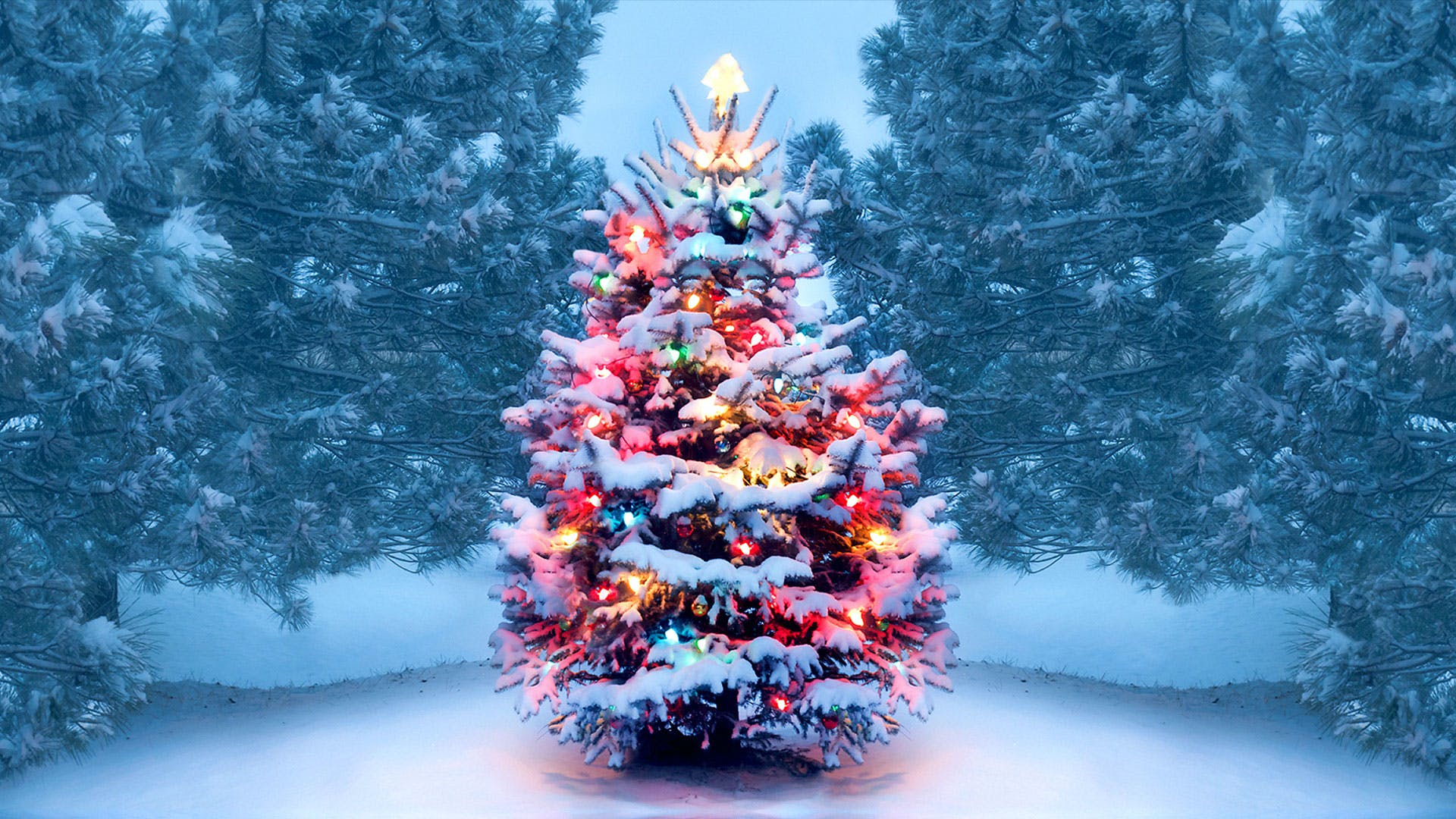 https___www.history.com_.image_MTY4OTA4MzI0ODc4NjkwMDAw_christmas-tree-gettyimages-1072744106